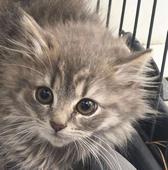 26 Grey Tabby Kitten